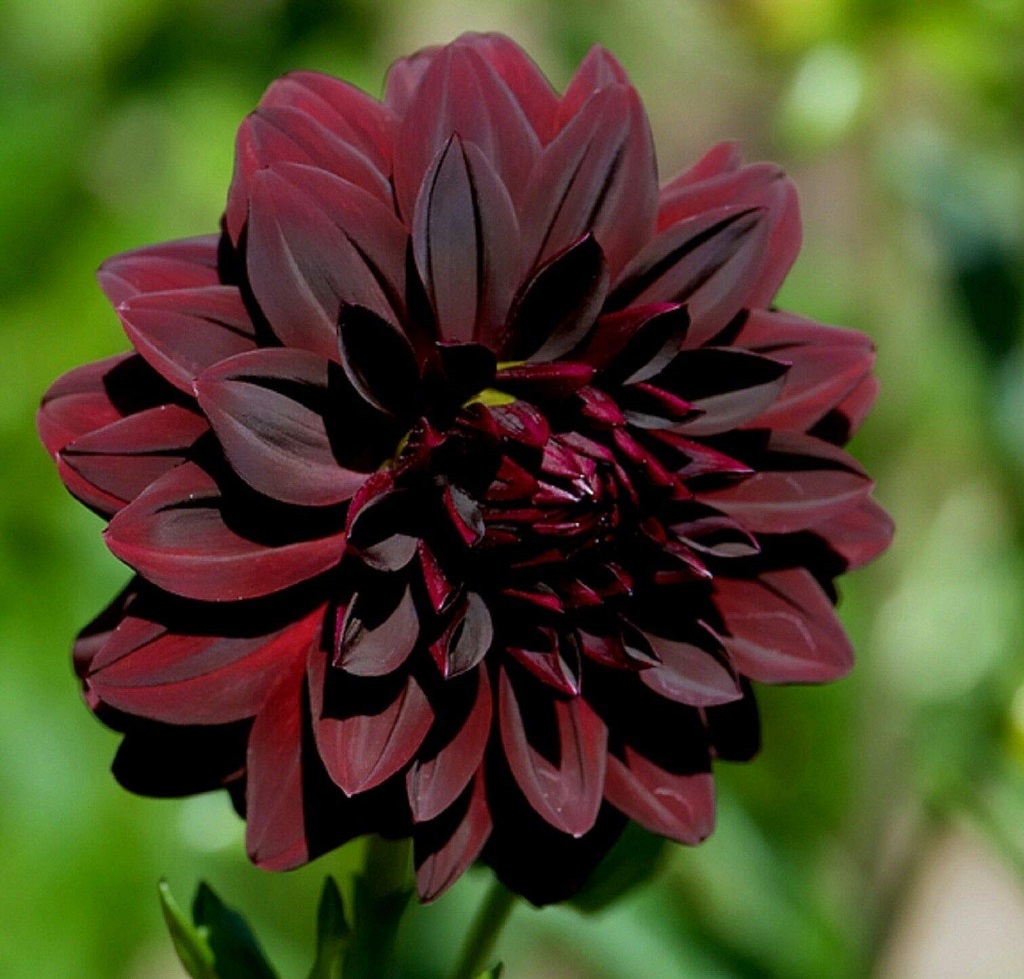 The origin of Black Dahlia flower 